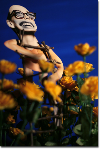 A photograph of someone wearing glasses, standing on a homemade ladder, in a field of golden yellow roses, smiling broadly towards the sun.
