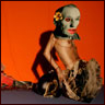 Thumbnail of the photograph The explosive baggage of a woeful armature.
